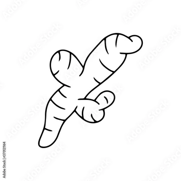 Fototapeta Doodle ginger icon isolated on white. Kids hand drawing line art. Coloring page book. Sketch vector stock illustration. EPS 10