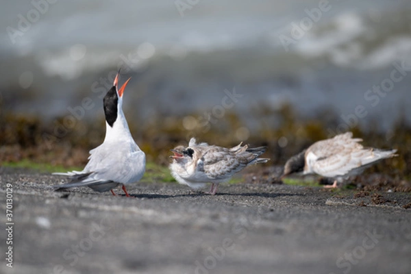 Fototapeta Flussseeschwalbe (Sterna hirundo)