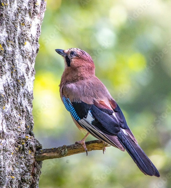 Fototapeta jay close up
