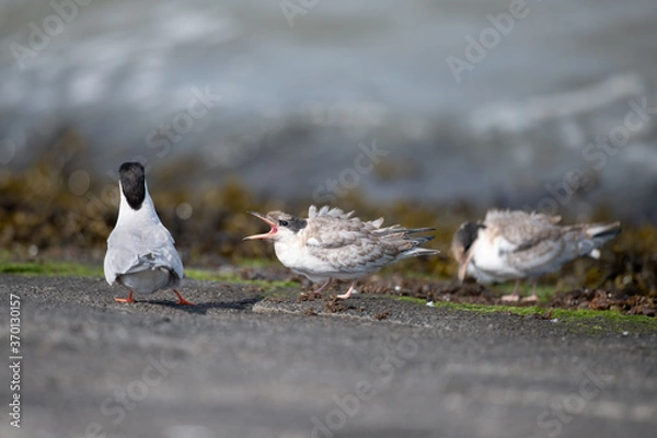 Fototapeta Flussseeschwalbe (Sterna hirundo)
