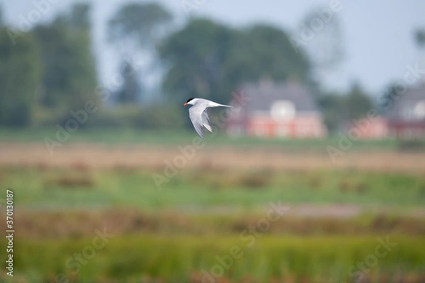 Fototapeta Flussseeschwalbe (Sterna hirundo)