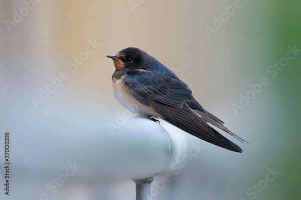 Fototapeta Rauchschwalbe (Hirundo rustica)