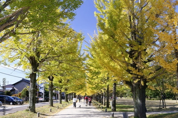 Obraz 各務原市学びの森の紅葉したイチョウ並木 (岐阜県)