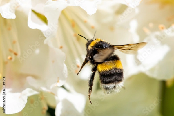 Fototapeta A cute bumblebee approaching a flower