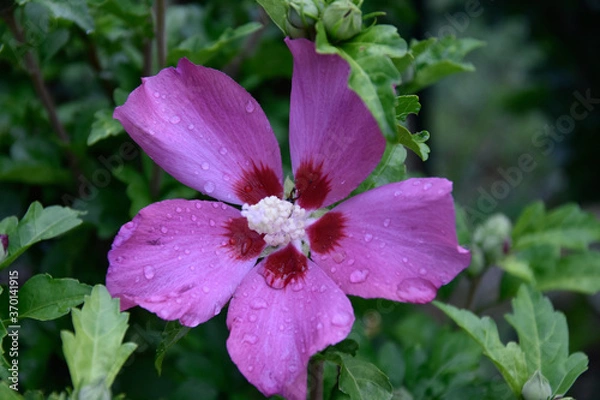 Obraz Hibiscus