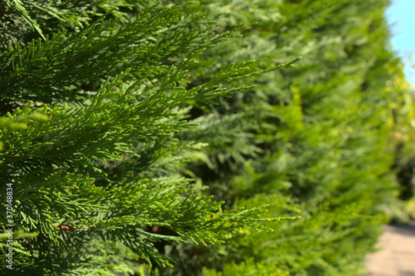 Fototapeta Branches of green thuja. Selective focus on the branches of an evergreen coniferous tree. Photo on the screensaver.