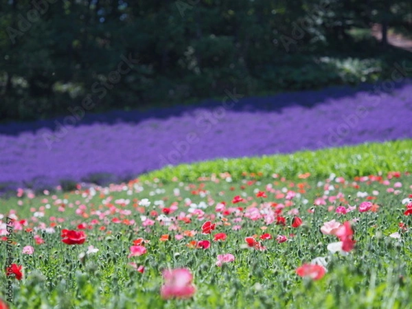 Fototapeta 北海道の風景 富良野ファーム富田 ポピー畑