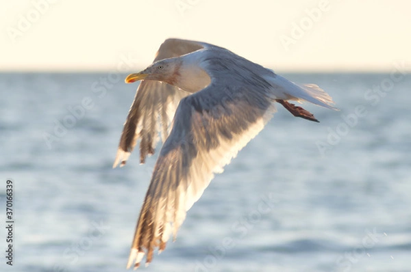 Obraz seagull in flight