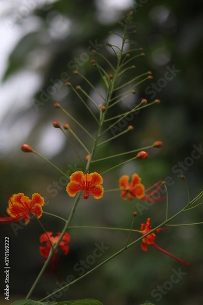 Obraz flower in the garden