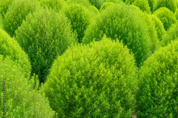 Fototapeta コキア