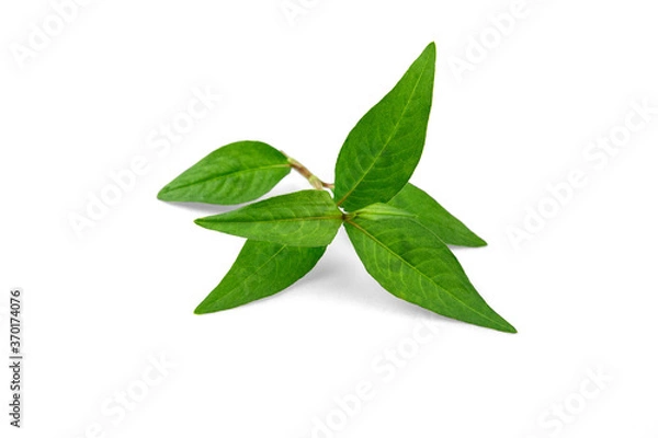 Obraz Vietnamese Coriander isolate on white background