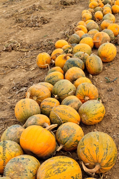Obraz Pumpkins on a field