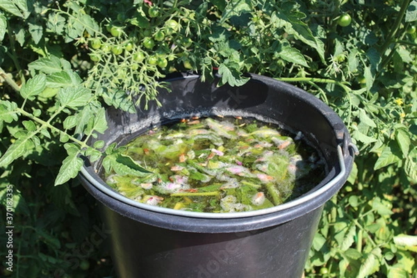 Fototapeta Gärende Beinwelljauche vor einer Tomate mit unreifen Früchten