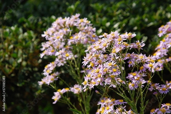 Obraz 太陽に照らされる満開の紫苑（シオン）