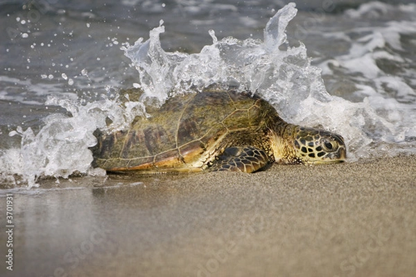 Obraz Turtle Loggerhead Sea (Caretta Caretta)