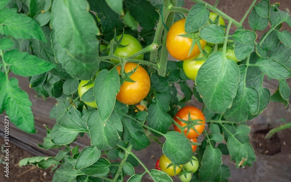 Fototapeta Photograph of a tomato crop of green and red color, in the Valle del Cauca Colombia.