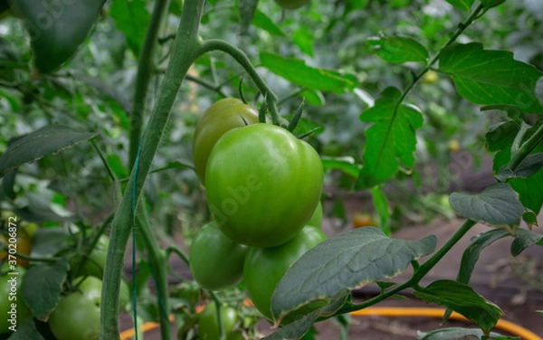 Fototapeta Photograph of a tomato crop of green and red color, in the Valle del Cauca Colombia.