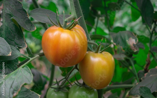 Fototapeta Photograph of a tomato crop of green and red color, in the Valle del Cauca Colombia.