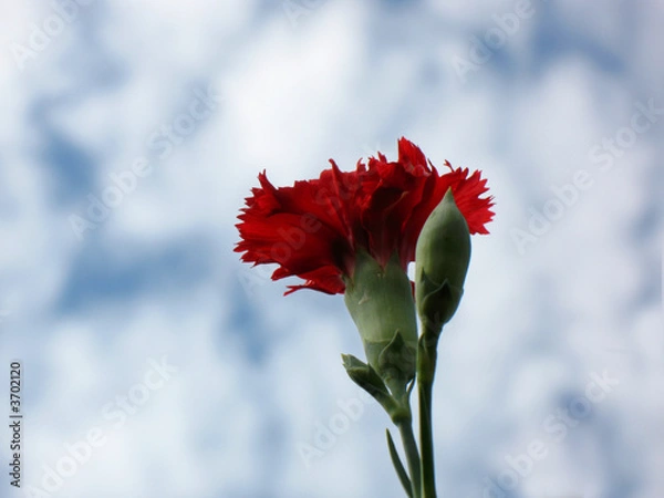 Fototapeta himmelnelke