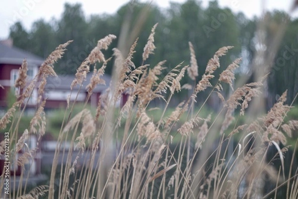 Fototapeta grass in the wind