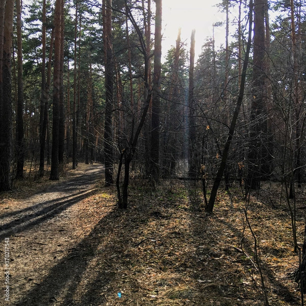 Fototapeta path in the woods