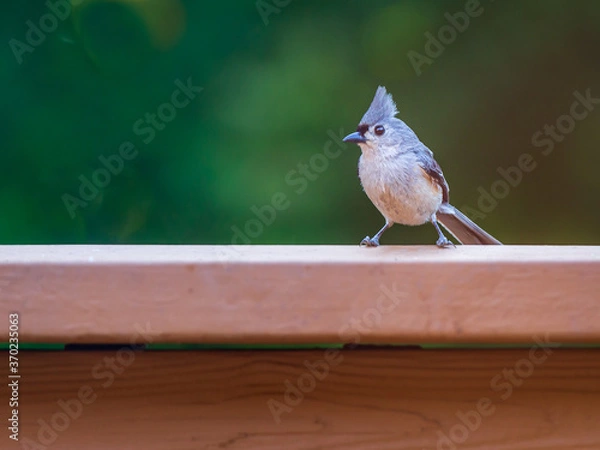 Obraz A Welcomed Visitor