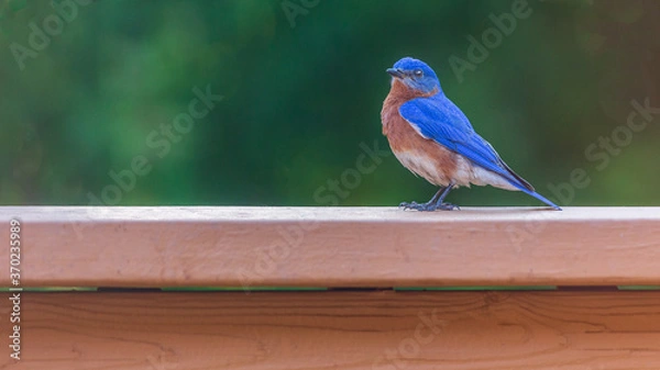 Obraz Springtime Companion