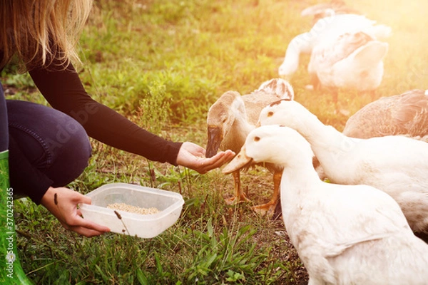 Obraz Geflügel füttern