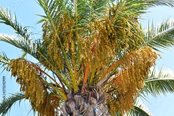 Obraz coconut palm trees