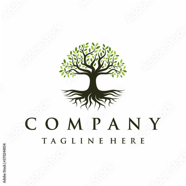 Fototapeta Abstract Vibrant Oak Banyan tree logo design, tree and root vector. Tree of life logo design inspiration