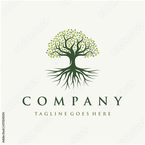 Fototapeta Abstract Vibrant Oak Banyan tree logo design, tree and root vector. Tree of life logo design inspiration