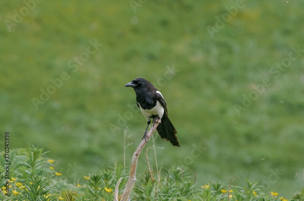 Fototapeta Black-billed Magpie (Pica hudsonia) at Chowiet Island, Semidi Islands, Alaska, USA