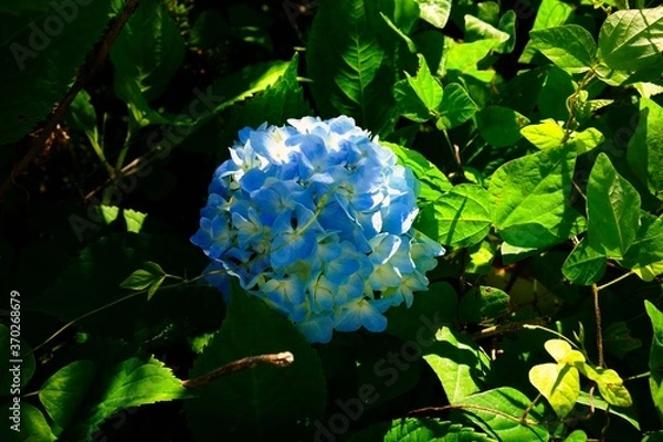 Fototapeta 紫陽花