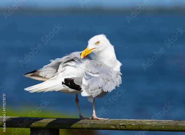 Obraz Herring Gull in Profile