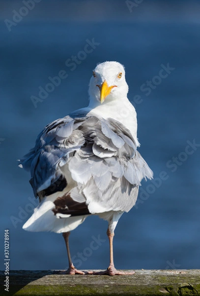 Obraz Watcha Lookin' At