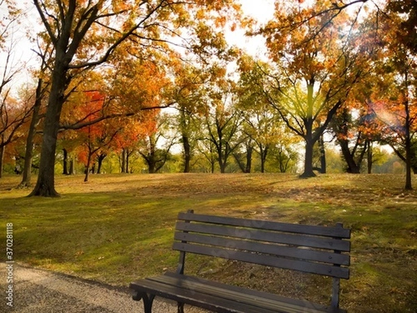 Obraz bench in autumn park