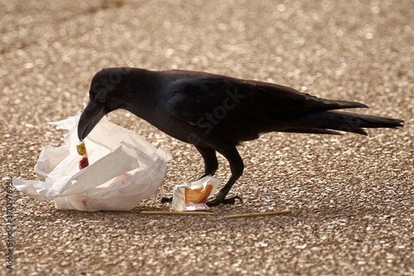 Obraz ゴミを荒らすカラス