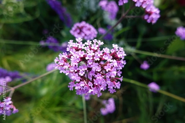 Fototapeta Macro on a violet flower in hiking trail in Sweden