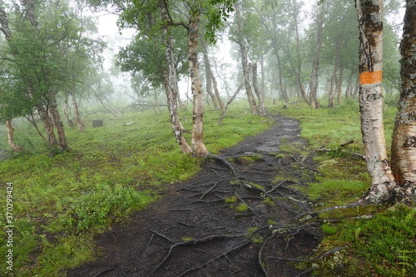 Fototapeta Path in forest with mist in hiking trail in Sweden