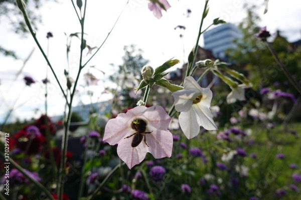 Fototapeta Bee browsing between two flowers