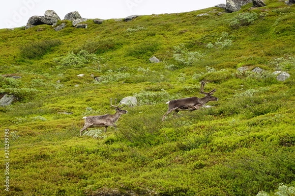 Fototapeta Close up on reindeer in the north of Sweden in summer