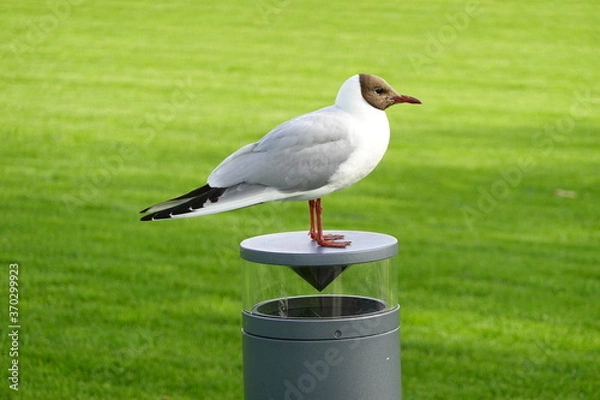 Fototapeta Seagull Chroicocephalus maculipennis on a lamp with the background of green grass