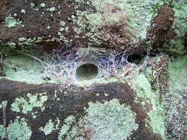 Obraz Webs made by the funnel web spider
