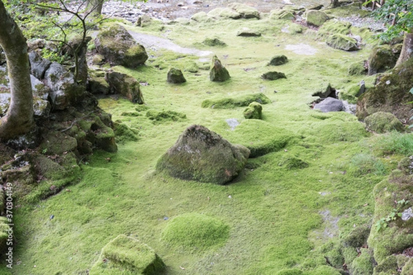 Obraz 龍泉洞の苔のじゅうたん