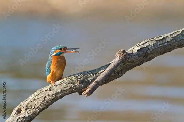 Fototapeta martin pecheur