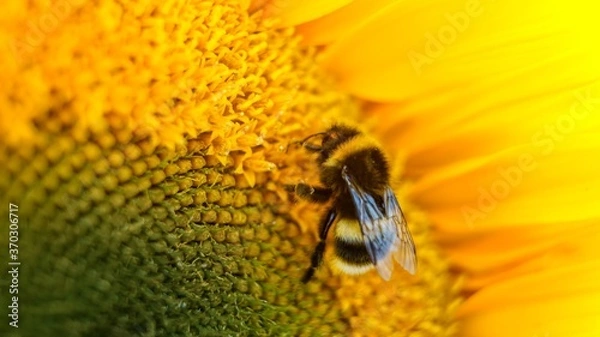 Obraz bee on sunflower
