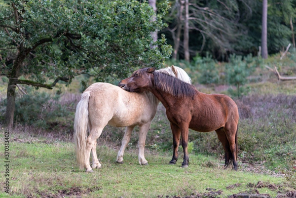 Obraz Two horses grooming eachother