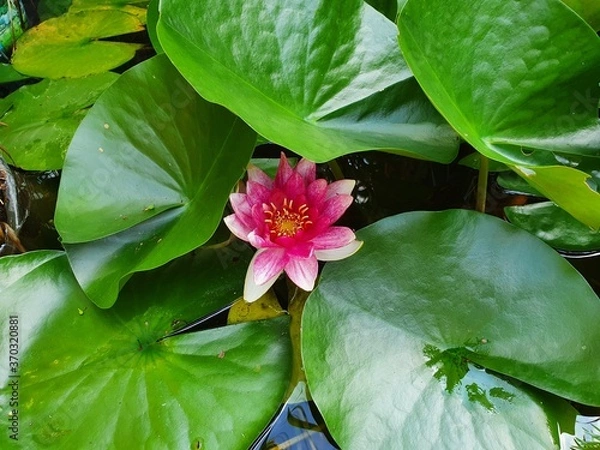 Obraz pink water lily