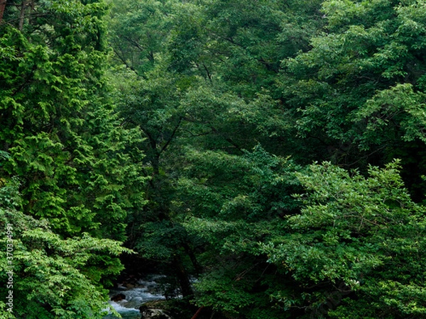 Obraz 烏川渓谷緑地 生い茂る木々