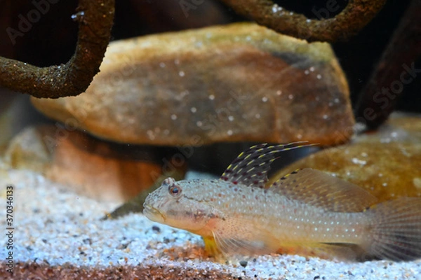 Obraz 背びれが美しいインコハゼ